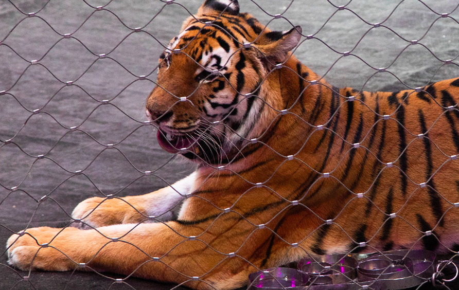 ОТКРЫТЫЕ РЕПЕТИЦИИ . Изображение 2
